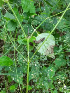 Jacquelien 02 Bedreigde Houtspaander